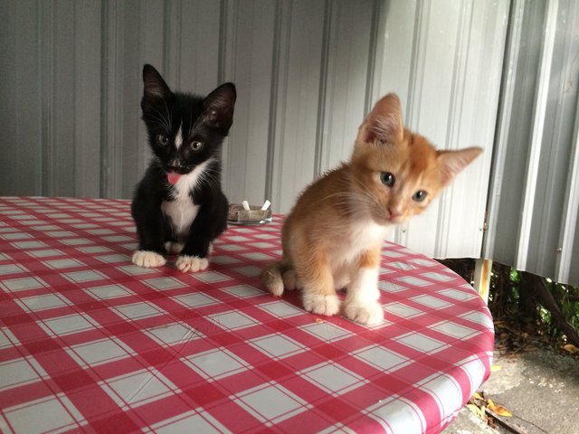 Simba And Leo  - Domestic Medium Hair + Oriental Short Hair Cat