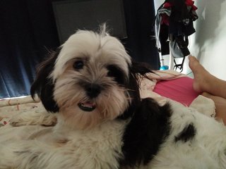 Dolly - Shih Tzu Dog