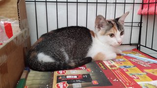 Aggie - Calico + Domestic Medium Hair Cat