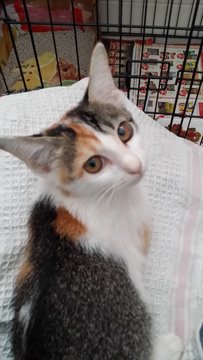 Aggie - Calico + Domestic Medium Hair Cat