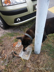 Unknown - Mixed Breed Dog