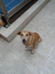 Kuning  - Mixed Breed Dog