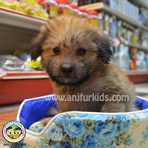 Shih Tzu Mix Silky Terrier Puppies  - Shih Tzu + Silky Terrier Dog