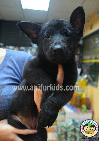 Quality Black Female German Shepher - German Shepherd Dog Dog