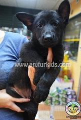 Quality Black Female German Shepher - German Shepherd Dog Dog