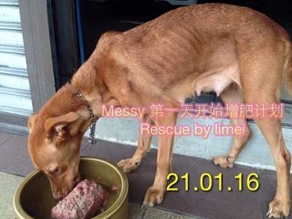 Messy Is Looking For Sweet Home~ - Doberman Pinscher Mix Dog