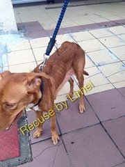 Messy Is Looking For Sweet Home~ - Doberman Pinscher Mix Dog