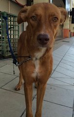 Messy Is Looking For Sweet Home~ - Doberman Pinscher Mix Dog