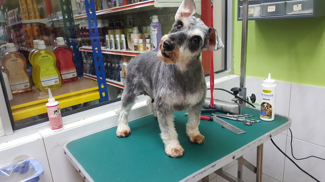 Lala - Schnauzer Dog