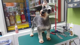 Lala - Schnauzer Dog