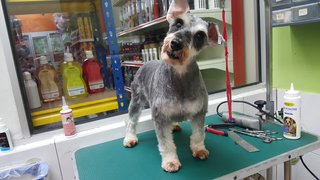 Lala - Schnauzer Dog