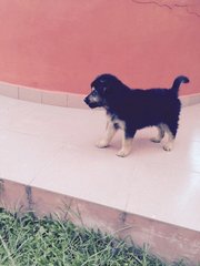 Zorro - Mixed Breed Dog