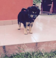 Zorro - Mixed Breed Dog