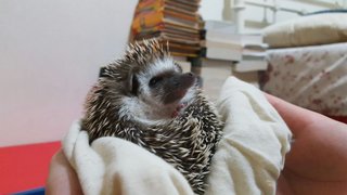 Manja - Hedgehog Small & Furry