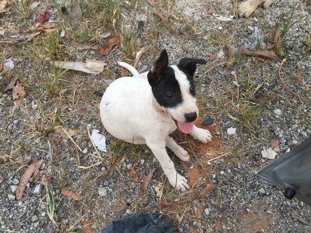 Panda  - Mixed Breed Dog