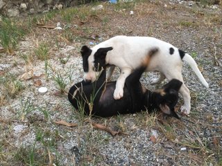 Panda  - Mixed Breed Dog