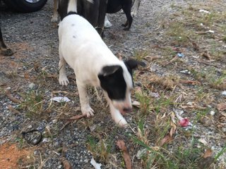 Panda  - Mixed Breed Dog