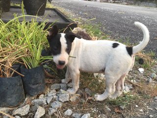 Panda  - Mixed Breed Dog