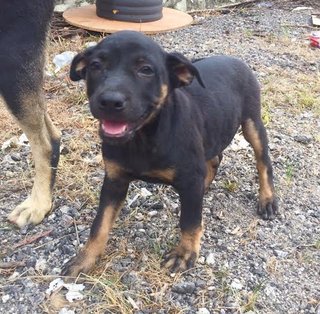 Zara - Doberman Pinscher Mix Dog