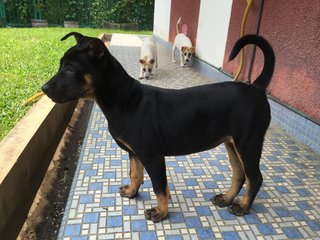 Zara - Doberman Pinscher Mix Dog