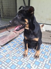 Zara - Doberman Pinscher Mix Dog