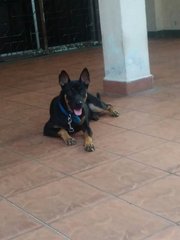 Zara - Doberman Pinscher Mix Dog