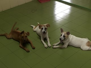 2 Sisters - Terrier Mix Dog