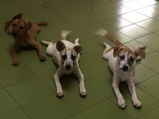 2 Sisters - Terrier Mix Dog