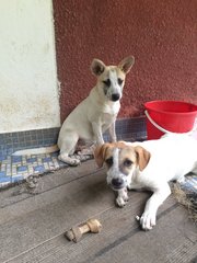 2 Sisters - Terrier Mix Dog