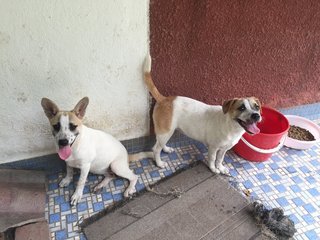 2 Sisters - Terrier Mix Dog