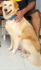 Maxi Boy - Golden Retriever Dog