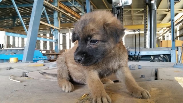 Male Puppies  - Mixed Breed Dog