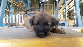 Male Puppies  - Mixed Breed Dog