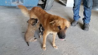 Male Puppies  - Mixed Breed Dog