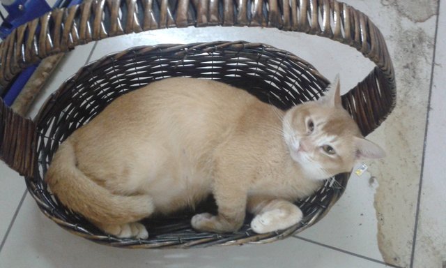 Tala Bala - Domestic Short Hair Cat