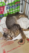 Waiting New Owner To Name Me!  - Domestic Short Hair Cat