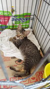 Waiting New Owner To Name Me!  - Domestic Short Hair Cat