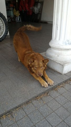 Fatty - Husky Mix Dog