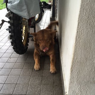 Fatty - Husky Mix Dog