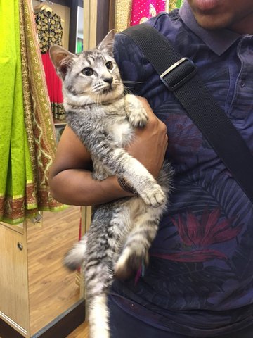 Iggy - Munchkin Cat