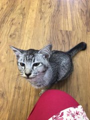 Iggy - Munchkin Cat