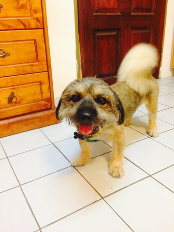 Oreo - Shih Tzu Mix Dog