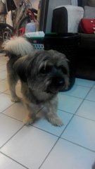 Oreo - Shih Tzu Mix Dog