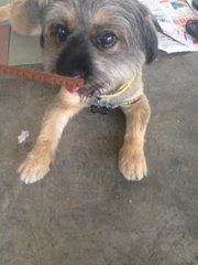 Oreo - Shih Tzu Mix Dog