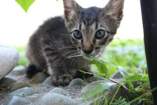 Big boy. Long tail and very playful. 