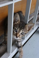 Adopted! Female. Smallest of the three brown ones, has a short stubby tail and can be a little shy.