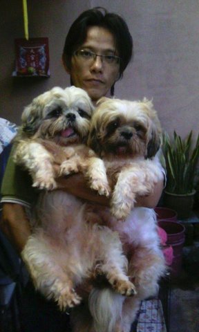 2 Shih Tzu &amp; 1 Poodle - Shih Tzu Dog