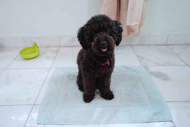 Emma - Poodle Dog