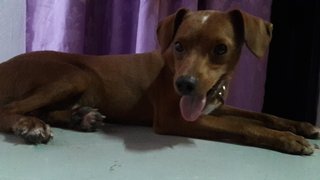 Robert - Miniature Pinscher Mix Dog