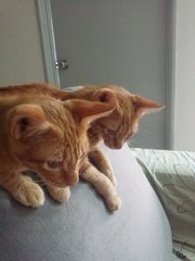 Lulu And Mimi - Domestic Short Hair Cat